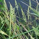 Polypogon viridis Blüte