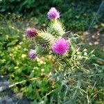 Cirsium vulgareЦвят