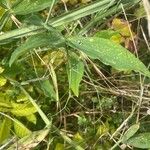 Lathyrus latifolius 叶