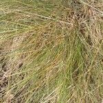 Festuca rubra 葉