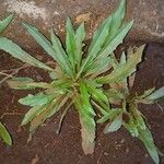 Wahlenbergia lobelioides Leaf