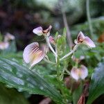 Liparis platyglossa Flower
