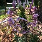 Cleome spinosa Flower