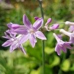 Tulbaghia violacea 花