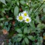 Erigeron annuus പുഷ്പം