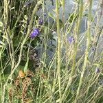 Salvia chamaedryoides Corteza