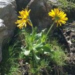 Doronicum grandiflorum Habitus