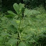 Arisaema tortuosum Hábitos