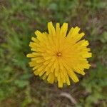 Hypochaeris radicata Blüte