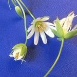 Stellaria gramineaFloare