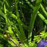 Iris unguicularis 葉
