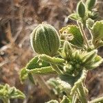 Hibiscus flavifolius Frucht