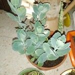 Kalanchoe laxiflora Folha