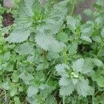 Urtica urens Агульны выгляд