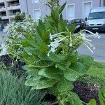 Nicotiana sylvestris Blomma