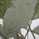 Styrax pallidus Drugo