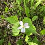 Viola canadensis Fiore