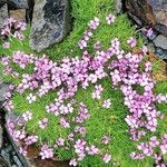 Silene acaulis ശീലം