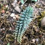 Petrosedum forsterianum Hoja