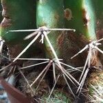 Echinopsis oxygona 葉