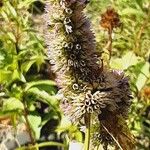 Agastache foeniculum Плод