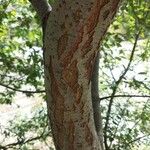 Salix caprea 树皮