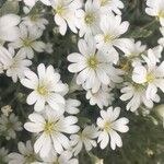 Cerastium tomentosum फूल