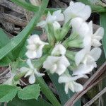 Trifolium ornithopodioides Flower