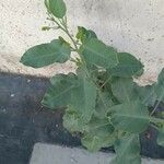 Nicotiana glauca Blad