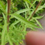 Oenothera elata Foglia