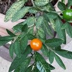 Solanum pseudocapsicum Frucht