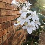 Mackaya bella Blüte