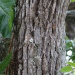 Vitex madiensis Casca