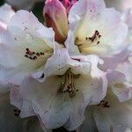 Rhododendron irroratum Λουλούδι