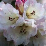 Rhododendron irroratum Цвят