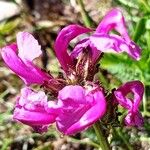 Pedicularis pyrenaica Fleur