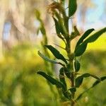 Acacia paradoxa Blomst