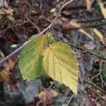 Corylopsis pauciflora Лист