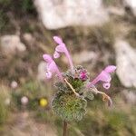 Lamium amplexicauleപുഷ്പം