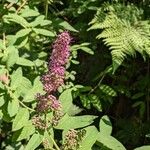 Spiraea salicifolia 花