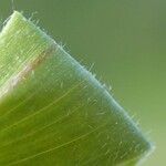 Bromus commutatus Leaf