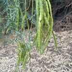 Prosopis glandulosa 果實