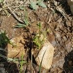 Helianthemum ledifolium Leaf