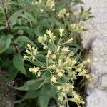 Senecio cacaliaster Flor