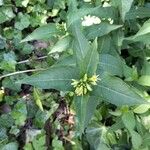 Diervilla sessilifolia Virág