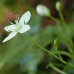 Moehringia muscosa Flower