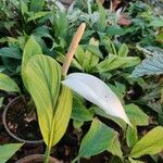 Spathiphyllum cannifolium Leaf