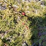 Juniperus phoenicea Gyümölcs