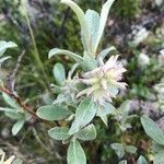 Salix glauca Blomma