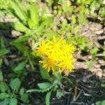 Senecio ampullaceus Flower